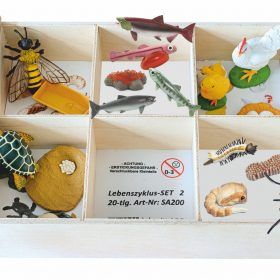 Lebenszyklus Set 2